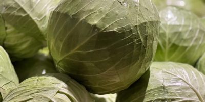 White Cabbage: Flexton, Ramco, Novoton, Ambrosia. Caliber 3+ Packaging: