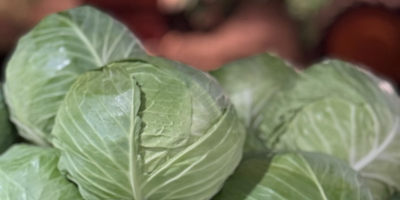 White Cabbage: Flexton, Ramco, Novoton, Ambrosia. Caliber 3+ Packaging: