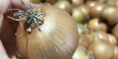 I am selling healthy, thick, high-quality onions, in large