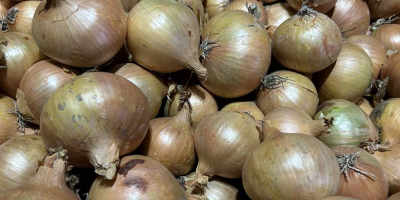 I am selling healthy, thick, high-quality onions, in large