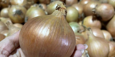I am selling healthy, thick, high-quality onions, in large