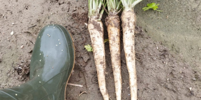 I&#39;m selling parsley for fresh produce. No rust.