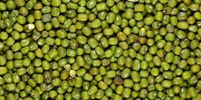 Vendo semi di fagioli mungo. Contatta [telefono]