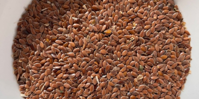 Маслинови семки, кафяв лен, 1000 тона DAP, Брест, Белгия