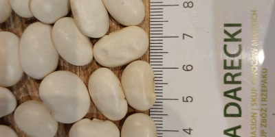Fasola biała 106/100g zbiór 2025, opakowanie big bag, ilości