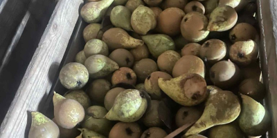 Bună ziua, vând o pară tare de foarte bună