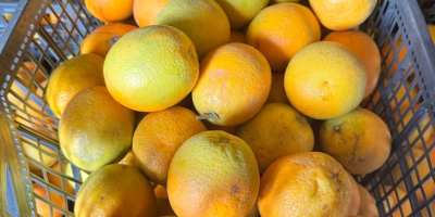 Orange Country of origin Greece Variety Valencia Sweet Available