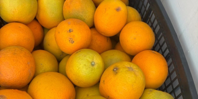 Portocală Țara de origine Grecia Soi Valencia Dulce Disponibil