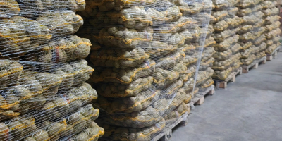 I have 50+ potatoes for sale: Queen Anna, Soraya,