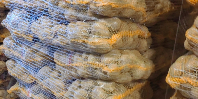 I have 50+ potatoes for sale: Queen Anna, Soraya,