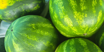 I am selling watermelon 3zk kg. Straight from my
