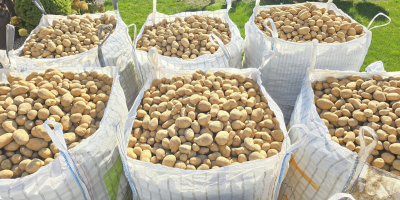 Vând cartofi, soiurile Gala și Denar, foarte gustoși, groși,