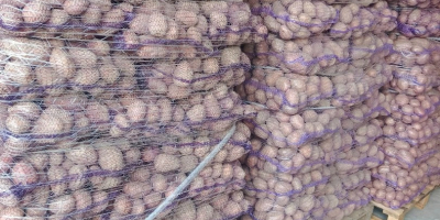 Vendo patate delle varietà Gala e Denar, molto saporite,