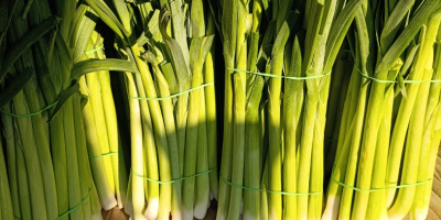 I have large quantities of fresh leeks for sale.