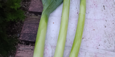 I have large quantities of fresh leeks for sale.