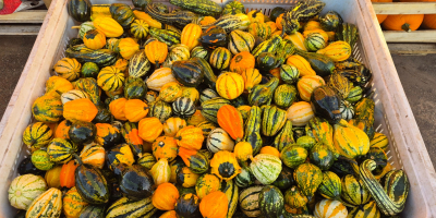 Halloween tököket árulok 1-4 kg-tól 8-12 kg-ig terjedő méretben,