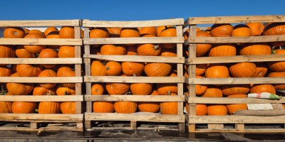 Halloween tököket árulok 1-4 kg-tól 8-12 kg-ig terjedő méretben,