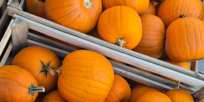 Halloween tököket árulok 1-4 kg-tól 8-12 kg-ig terjedő méretben,