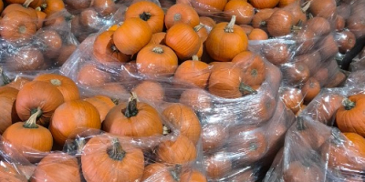 Halloween tököket árulok 1-4 kg-tól 8-12 kg-ig terjedő méretben,