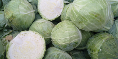 Продајем бели купус, сорта Репорт, 100т.