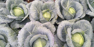 Продајем бели купус, сорта Репорт, 100т.