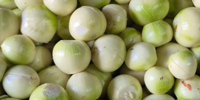 I&#39;m selling white peeled onions. They&#39;re healthy, thick, 5-10mm