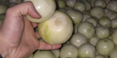 I&#39;m selling white peeled onions. They&#39;re healthy, thick, 5-10mm