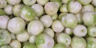 I&#39;m selling white peeled onions. They&#39;re healthy, thick, 5-10mm