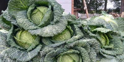 Продава се савойско зеле. За повече информация, моля, обадете