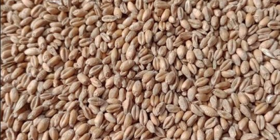 Vendo 25 tonnellate di triticale biologico. Ho un certificato