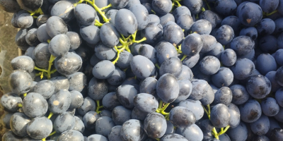 Uva moldava di qualità