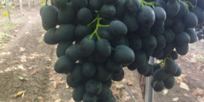 Uva moldava di qualità