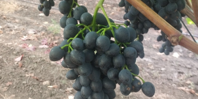 Uva moldava di qualità