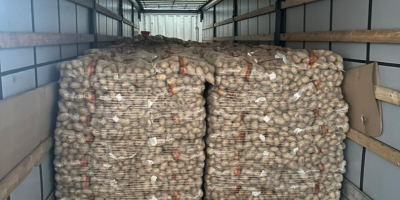 Premium German Potatoes – Wholesale Across Europe Looking for