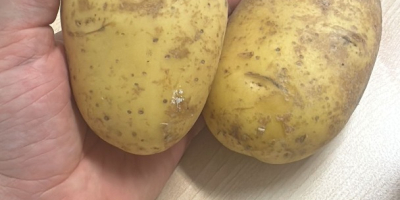 Premium German Potatoes – Wholesale Across Europe Looking for