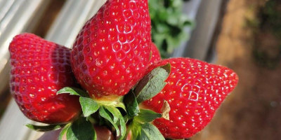 Wir sind ein marokkanisches Exportunternehmen mit einem Handelspartner in