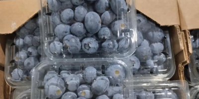 We are an export company from Morocco and have