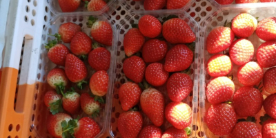 We are an export company from Morocco and have
