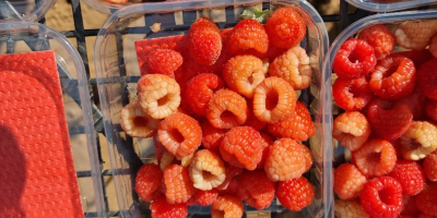 We are an export company from Morocco and have