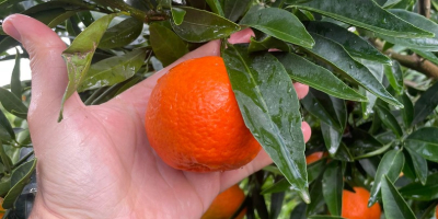 Eine Saison voller Vitamine und Farben erwartet Sie! Auch