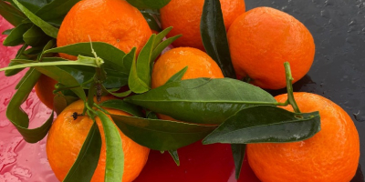 Eine Saison voller Vitamine und Farben erwartet Sie! Auch