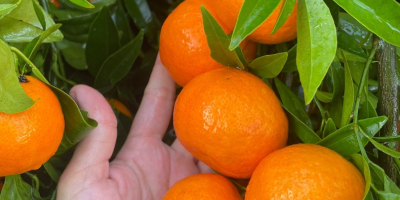 Eine Saison voller Vitamine und Farben erwartet Sie! Auch