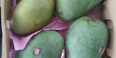 Mango fresco, maturo, pronto al consumo, importato dall&#39;Egitto alla