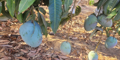 Mango fresco, maturo, pronto al consumo, importato dall&#39;Egitto alla