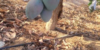 Mango fresco, maturo, pronto al consumo, importato dall&#39;Egitto alla