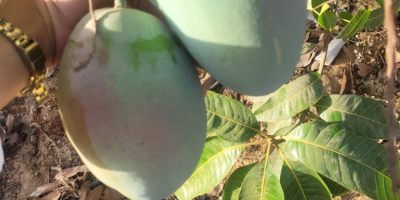 Mango fresco, maturo, pronto al consumo, importato dall&#39;Egitto alla
