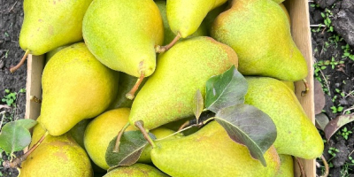 Frische Xenia-Birnen aus Moldawien – süß, saftig und exportfertig.