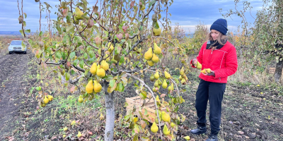 Frische Xenia-Birnen aus Moldawien – süß, saftig und exportfertig.