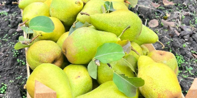 Frische Xenia-Birnen aus Moldawien – süß, saftig und exportfertig.
