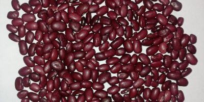 Что продаём Фасоль красная томатная (red kidney) для переработки,
